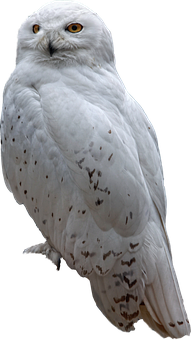 Snowy_ Owl_ Perched PNG