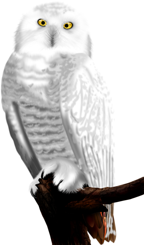 Snowy Owl Perchedon Branch PNG