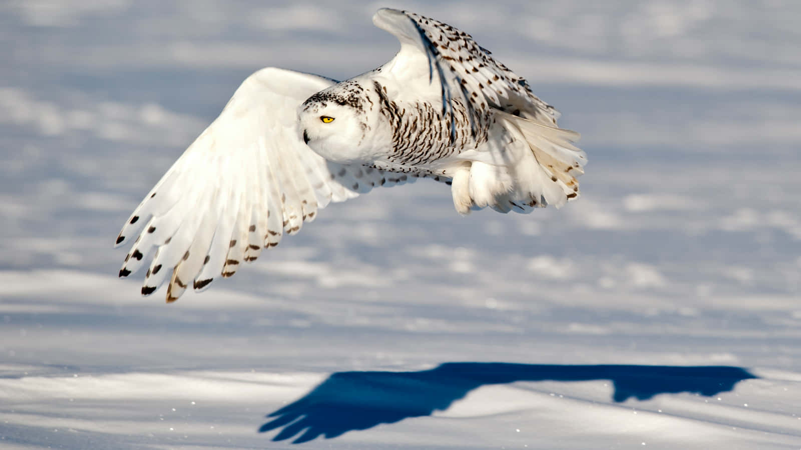 A majestic Snowy Owl perches upon a tree.