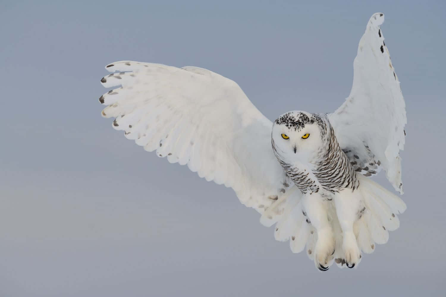Staring Into the Eyes of the Snowy Owl
