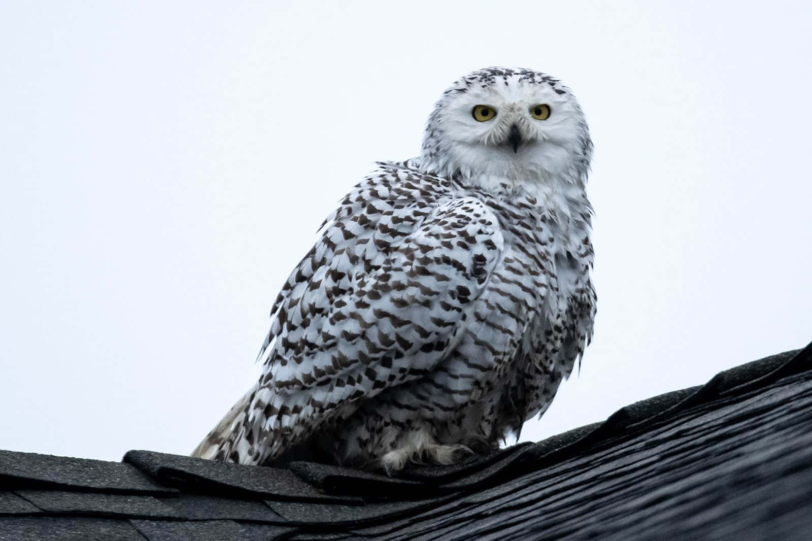 A Close Up of a Beautiful Snowy Owl