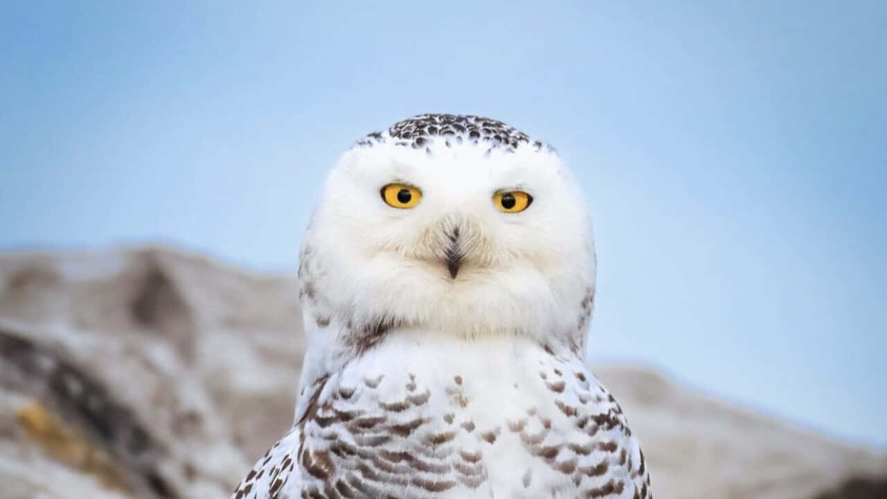 An inquisitive Snowy Owl