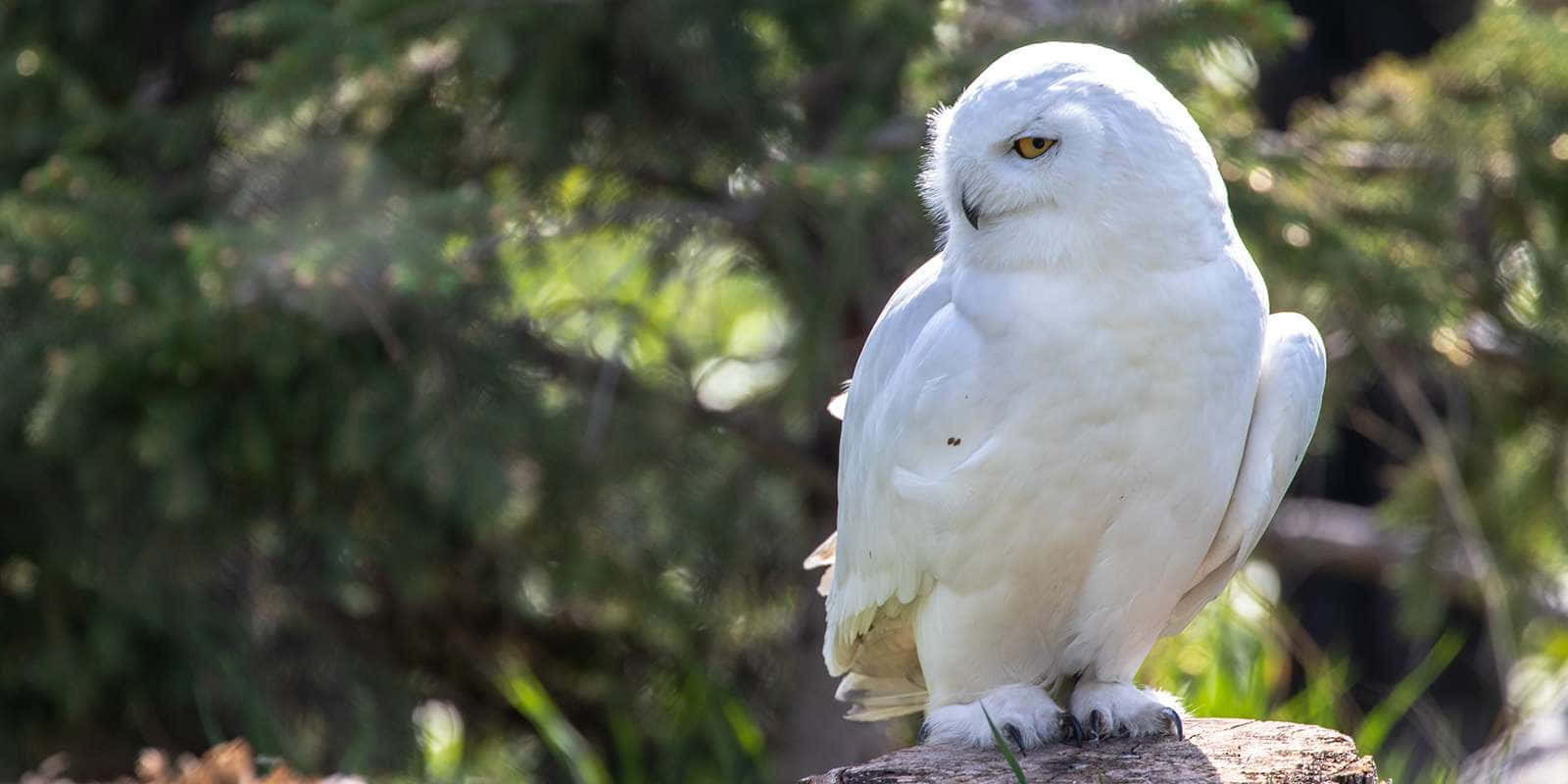 Snowy Owl - A White Owl Perched On A Rock
