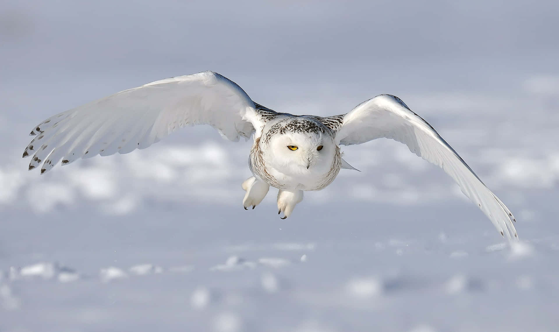 A close up of surpirsed snow owl