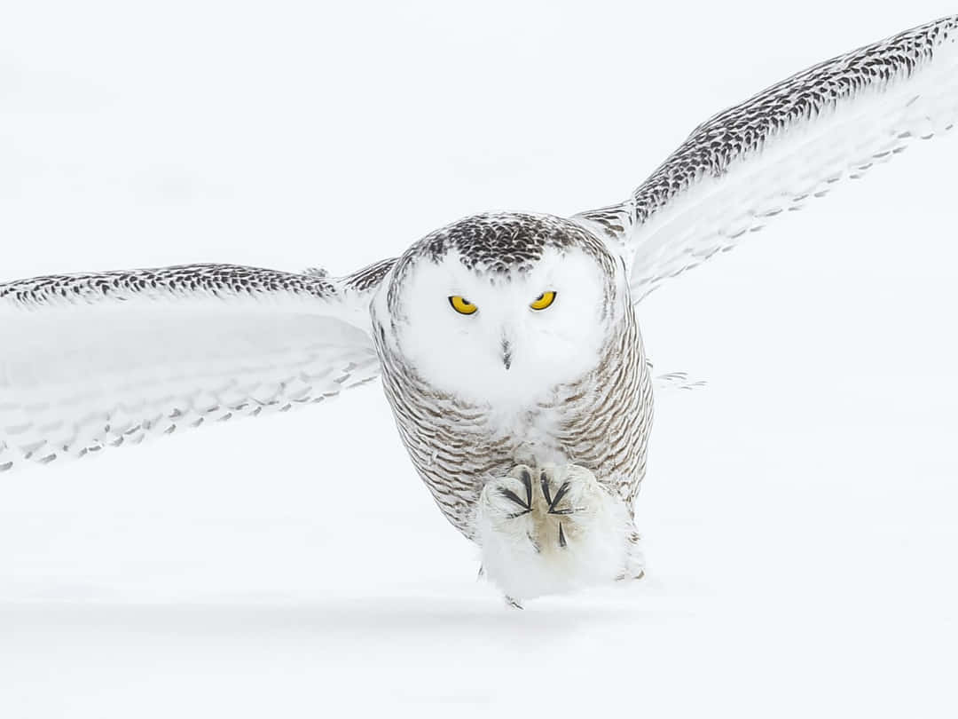 A Snowy Owl soars through a snowy sky