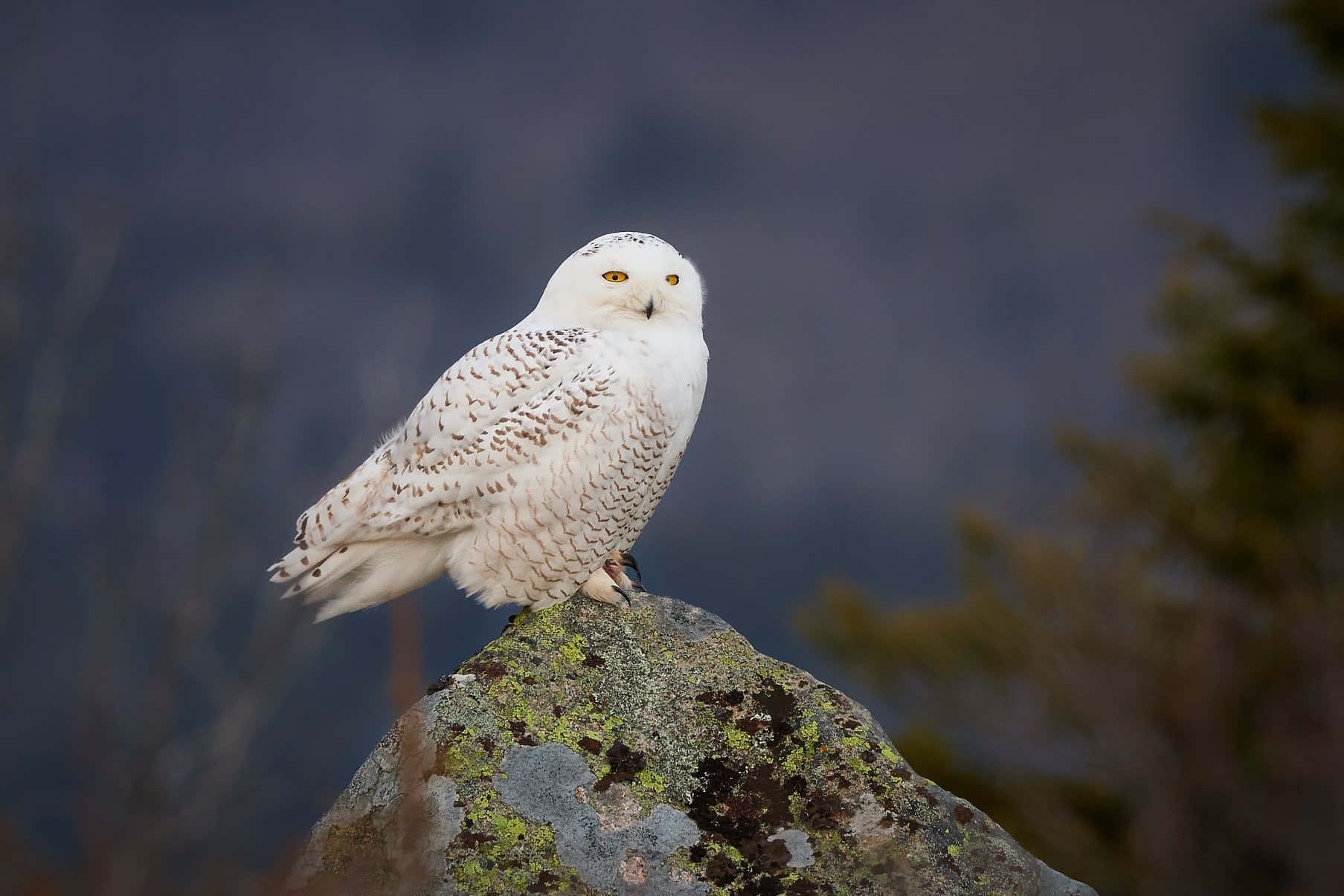 A Snowy Owl taking flight