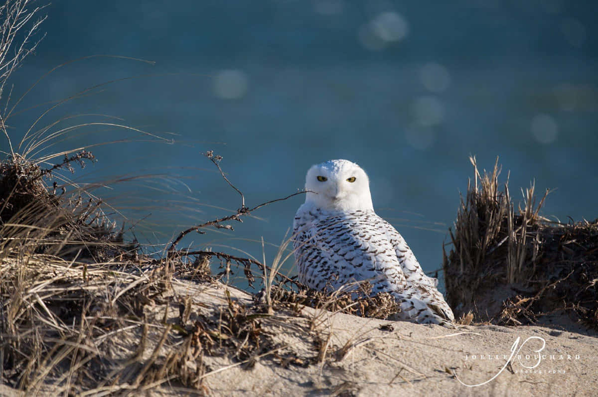 A majestic Snowy Owl perched on a branch in the snow