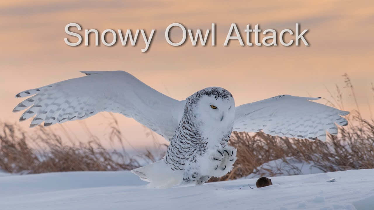 Listen Up! A majestic Snowy Owl watches carefully for its next meal.