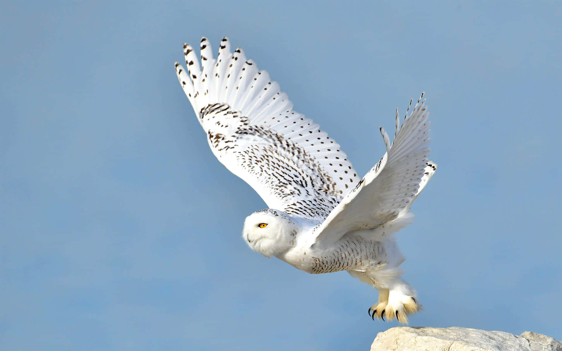 A snow-white Snowy Owl perched atop a rocky surface