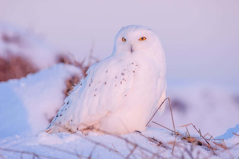 A snow-white Snowy Owl perched at Mount Cradle, its startling yellow eyes taking in its surroundings.