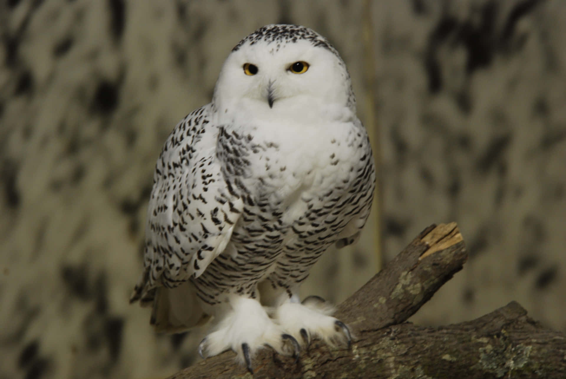 A Beautiful Snowy Owl Resting in the Wild