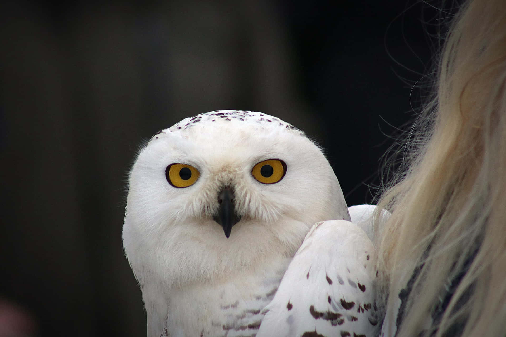 "Encounter with a majestic Snowy Owl"