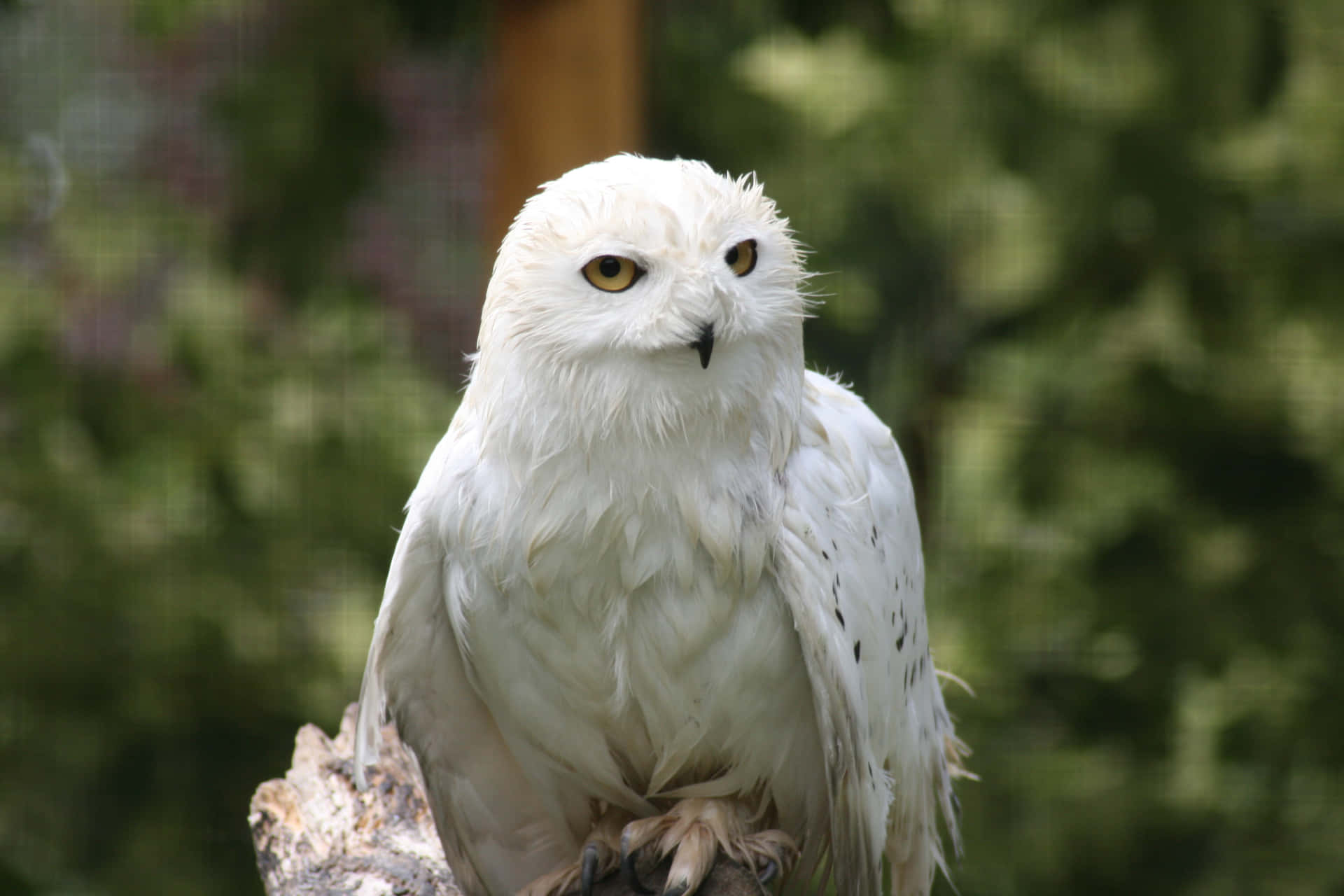 The Snowy Owl Mystique