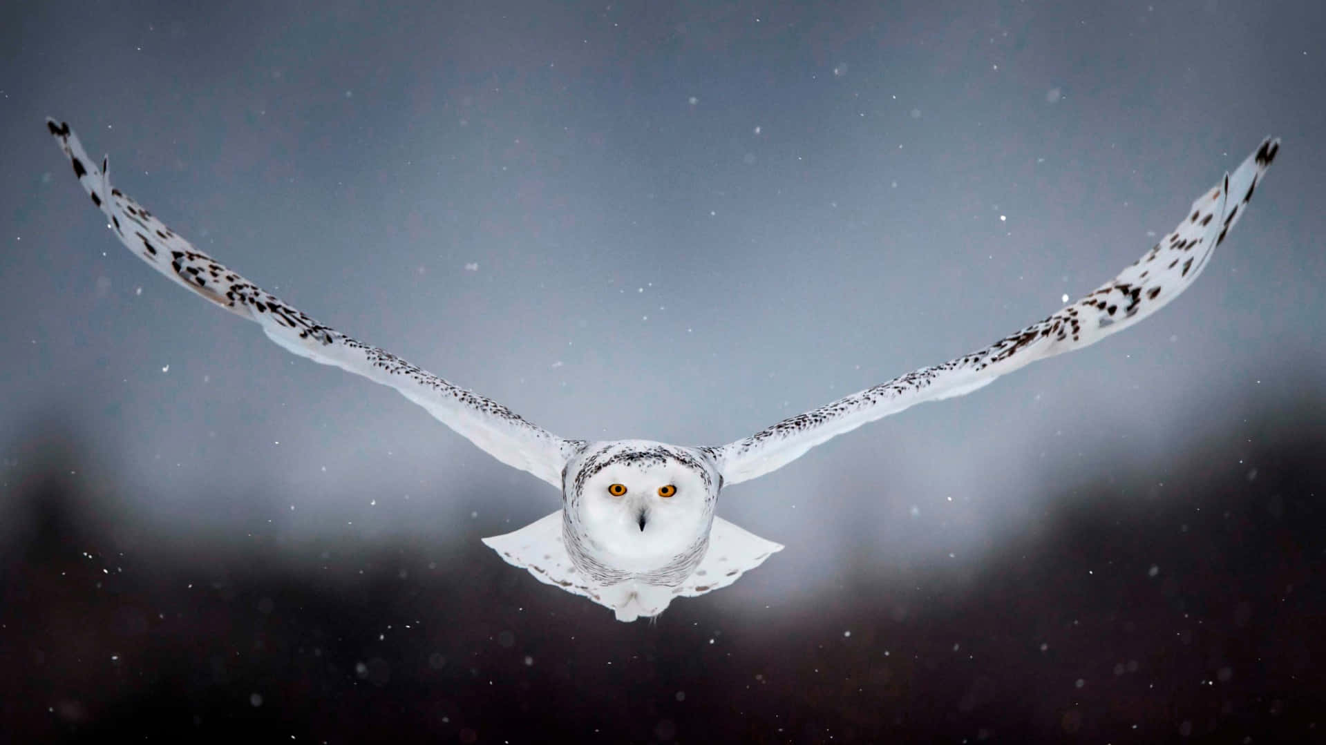Snowy Owl In Flight In The Snow