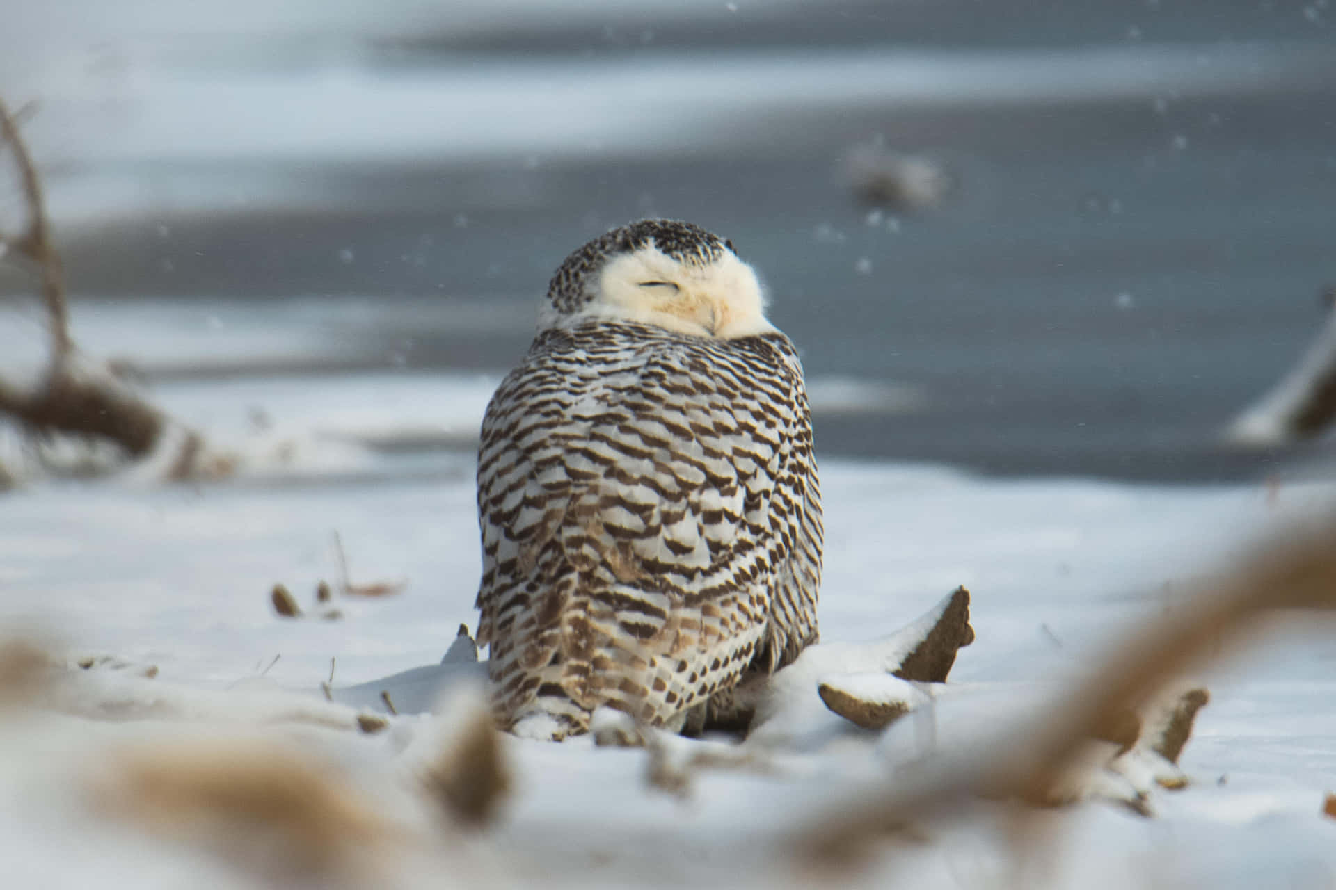 "Admiring the majestic beauty of a Snowy Owl in its natural habitat "