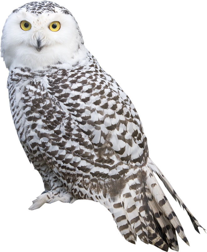 Snowy Owl Portrait Isolated PNG