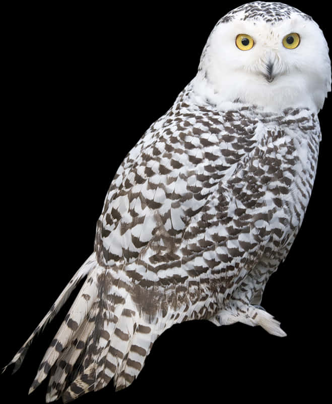 Snowy Owl Portrait PNG