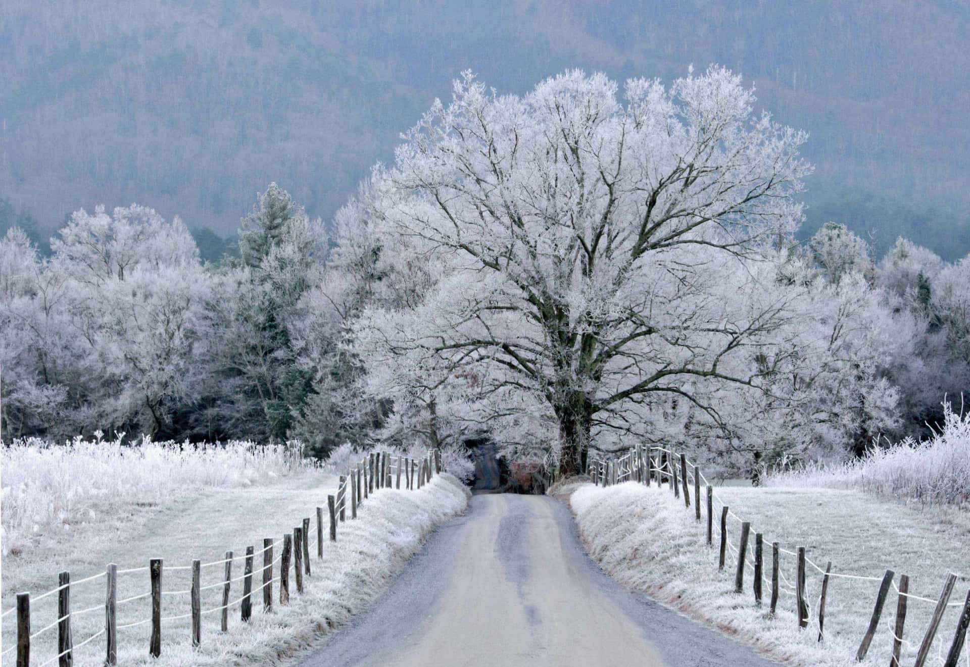 A narrow path through a winter wonderland