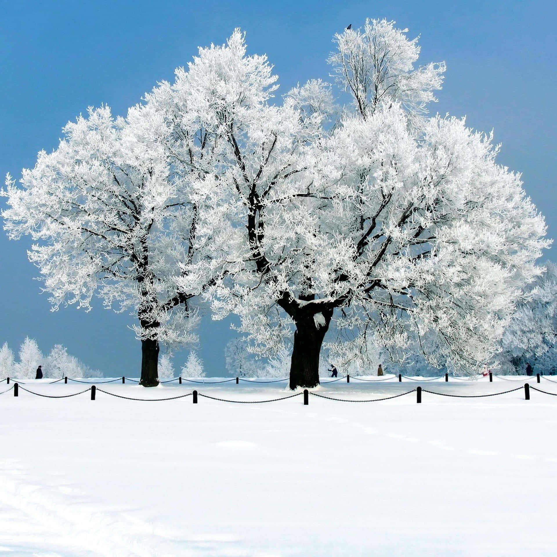 Winter Wonderland - Enjoy Breathtaking Views of a Snowy Mountain