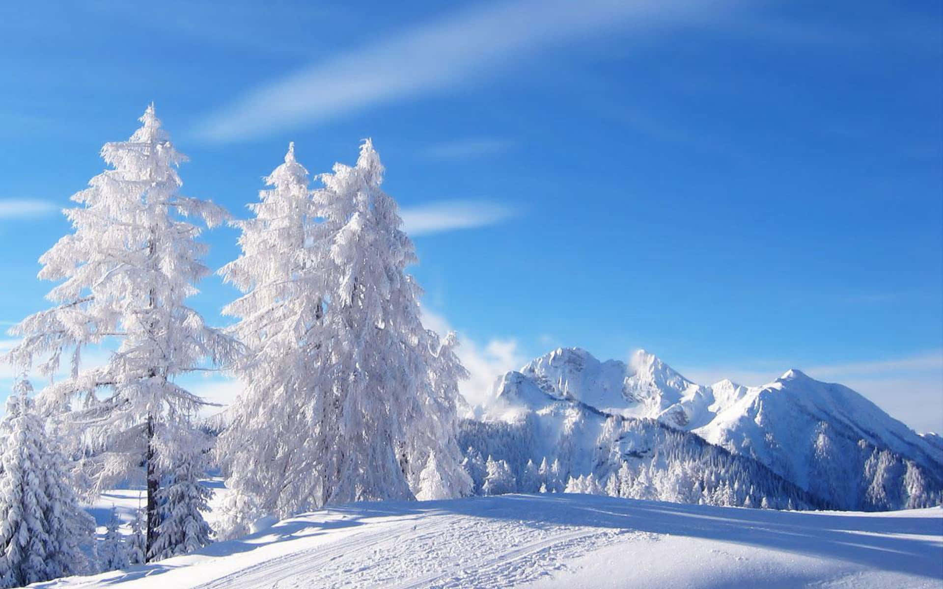 A winter wonderland of snowy trees.