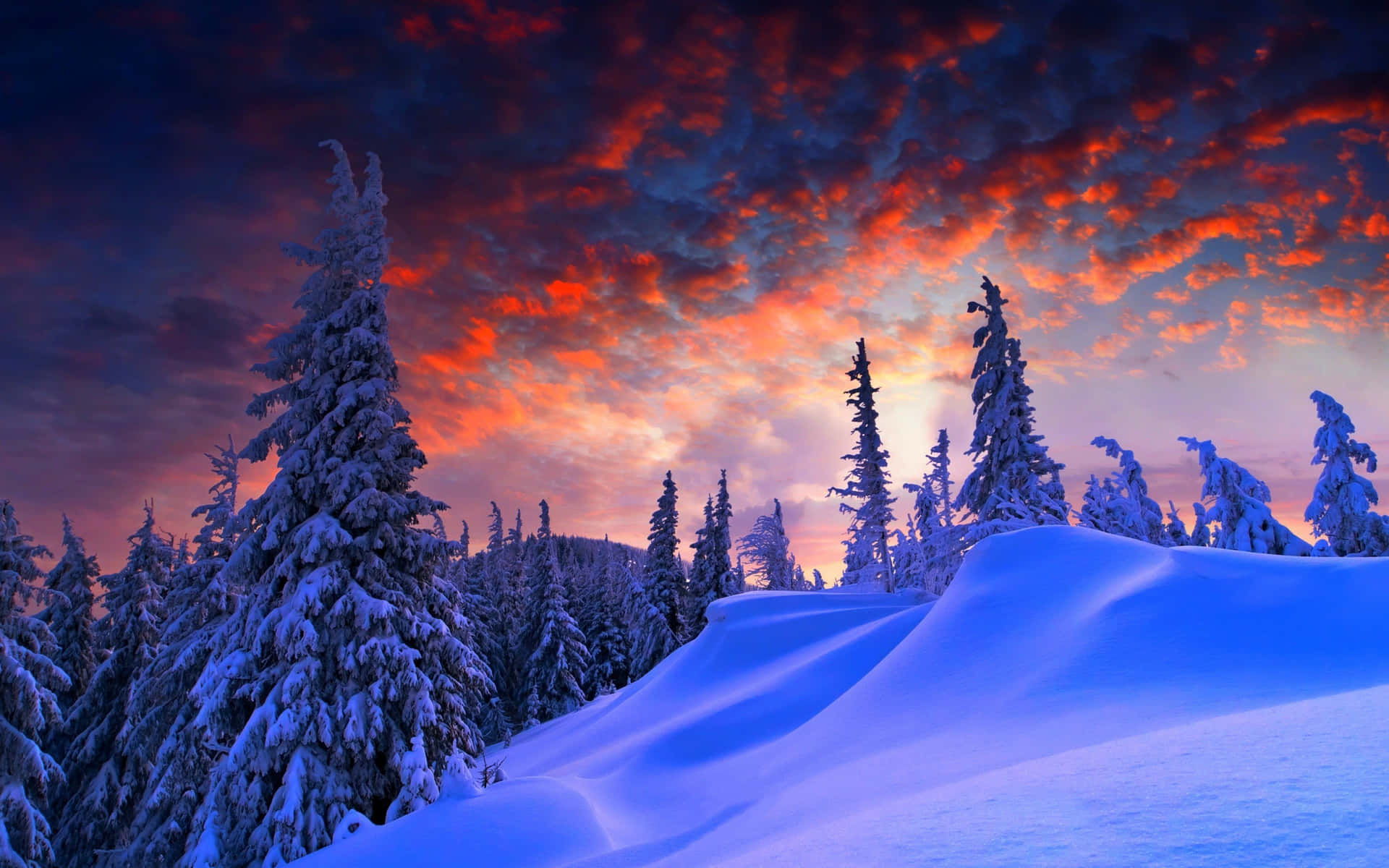 Enjoy the beauty of a winter landscape, blanketed with a fresh snowfall