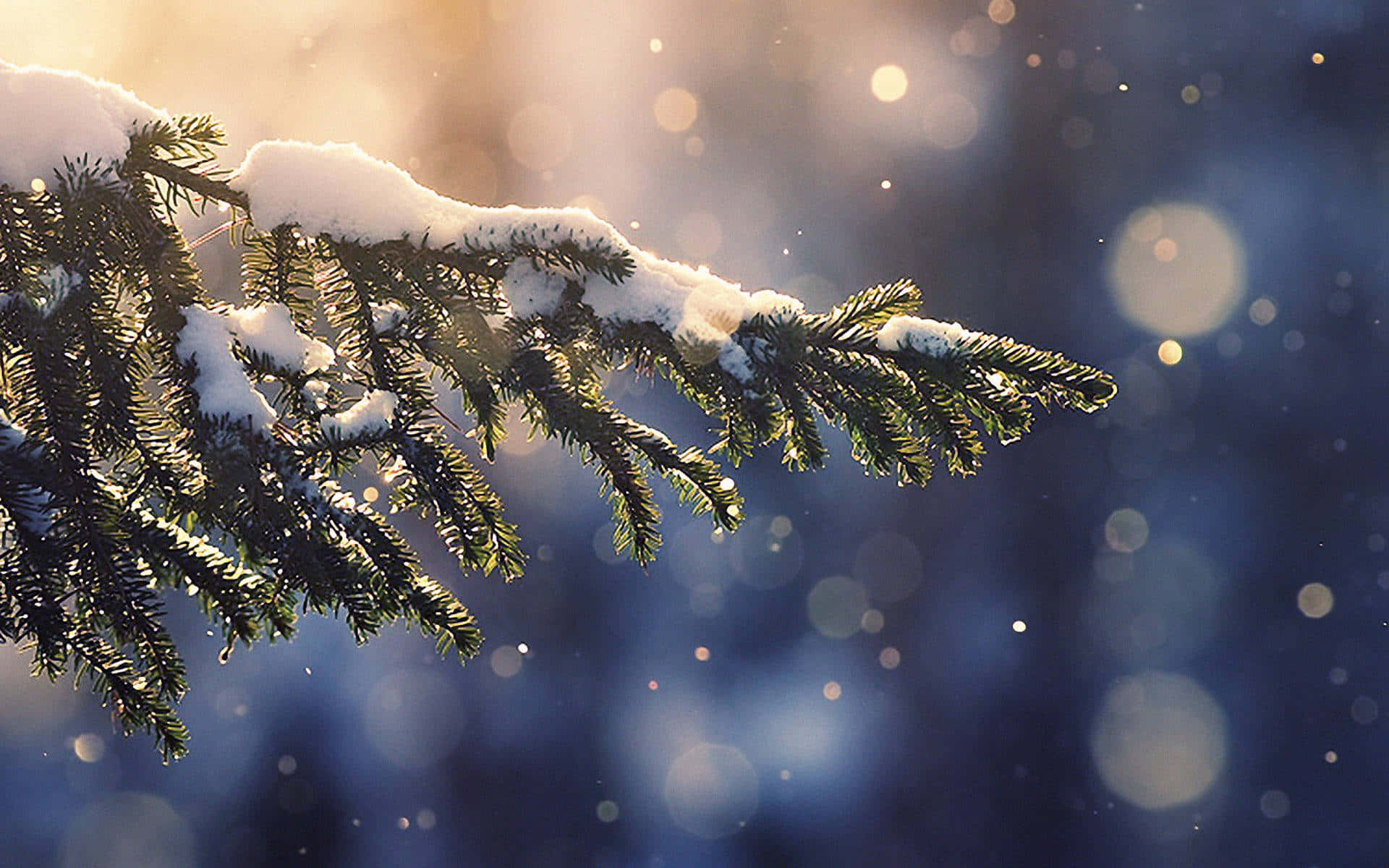 Snowy_ Pine_ Branch_ Backlit_by_ Sunlight Wallpaper