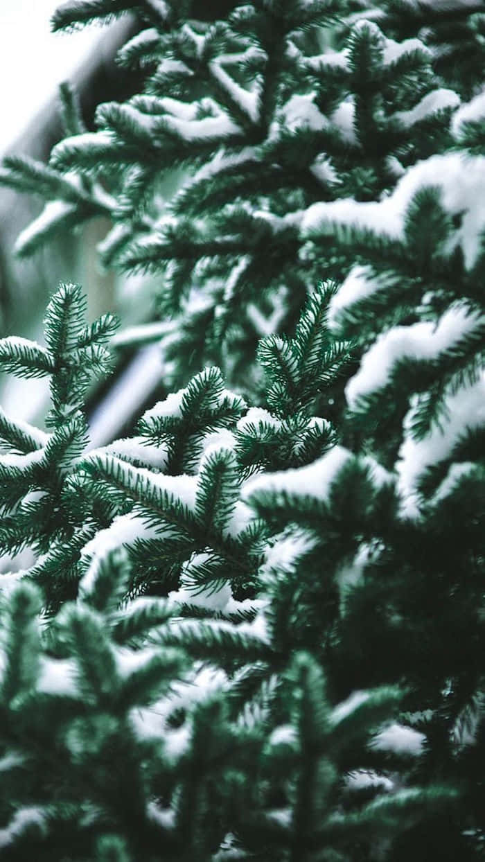 Snowy Pine Branches Green Aesthetic.jpg Wallpaper