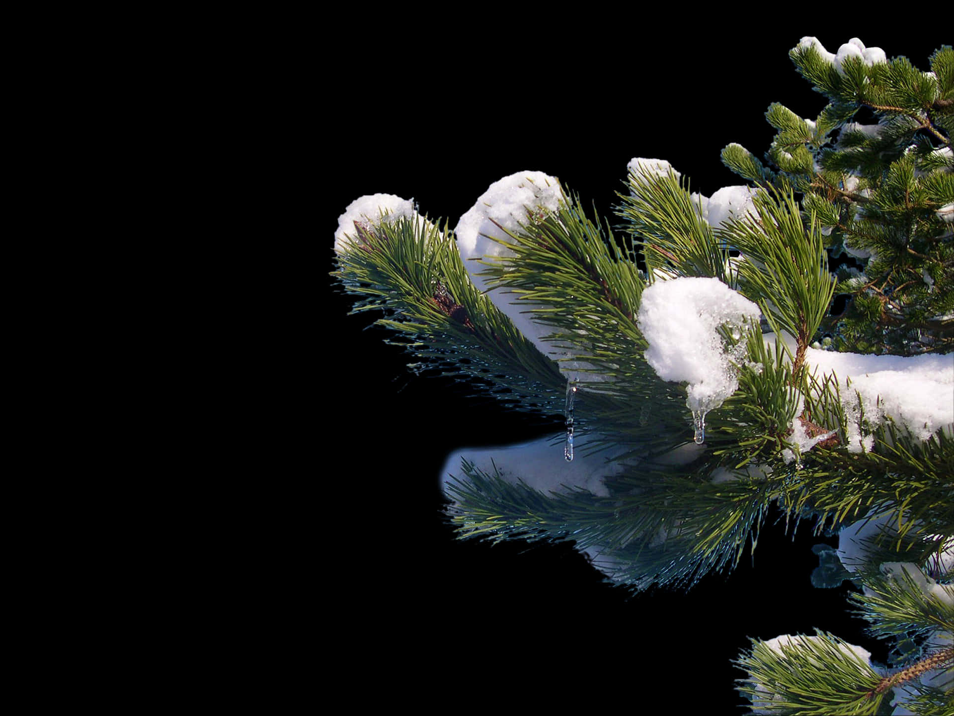 Snowy Pine Brancheswith Icicles PNG