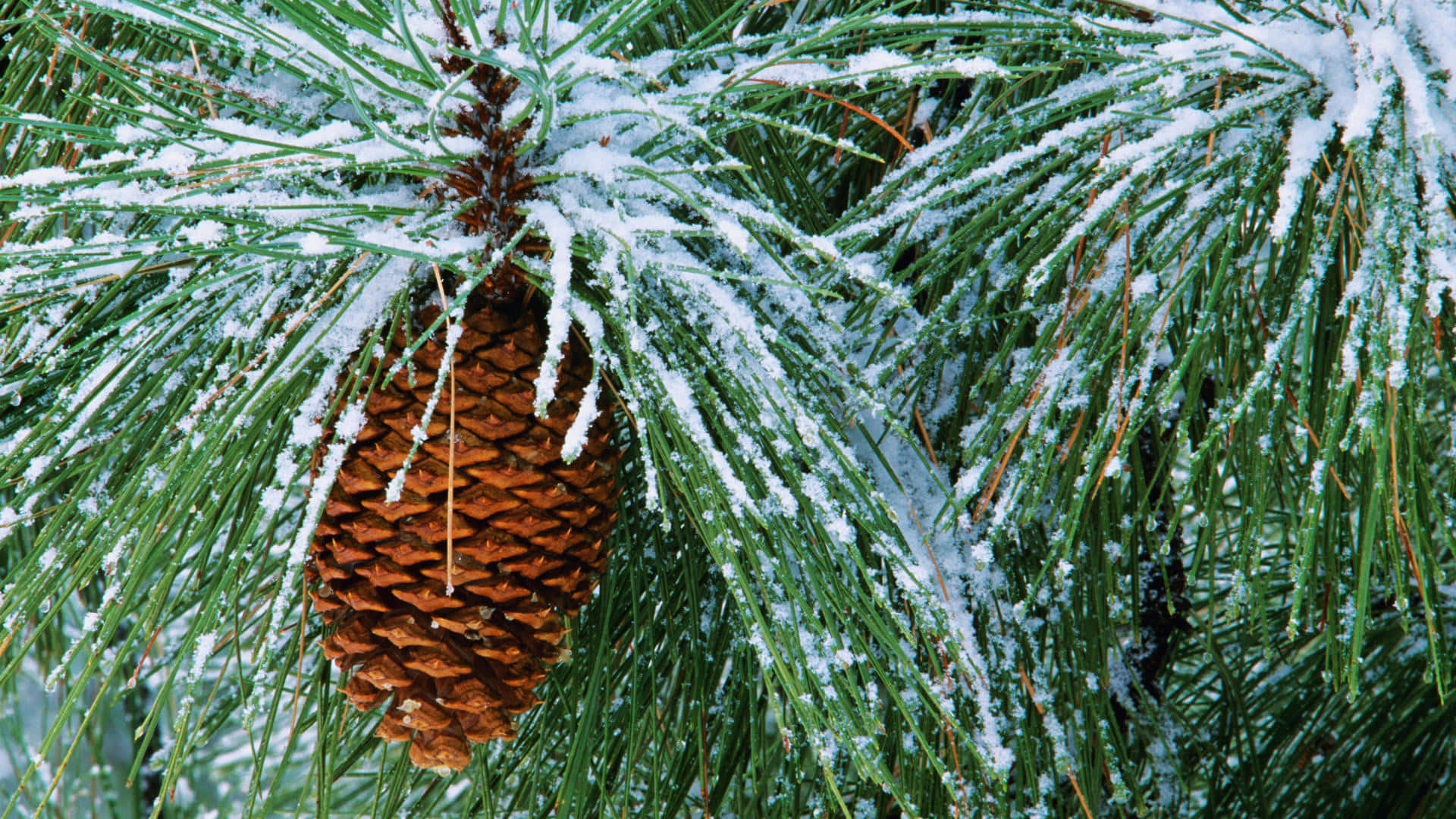 Snowy Pine Coneand Needles Wallpaper
