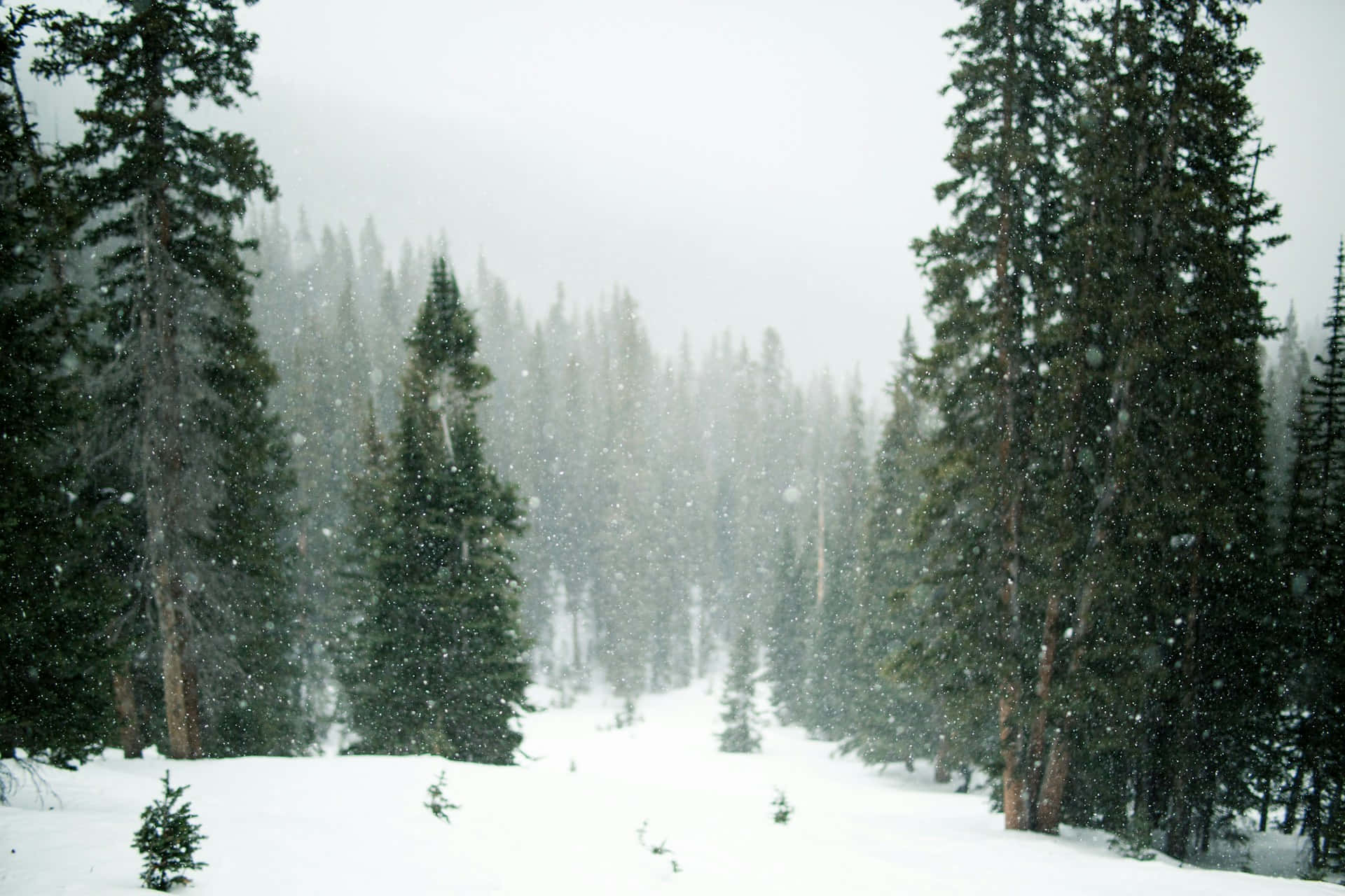 Snowy_ Pine_ Forest_ Serenity.jpg Wallpaper