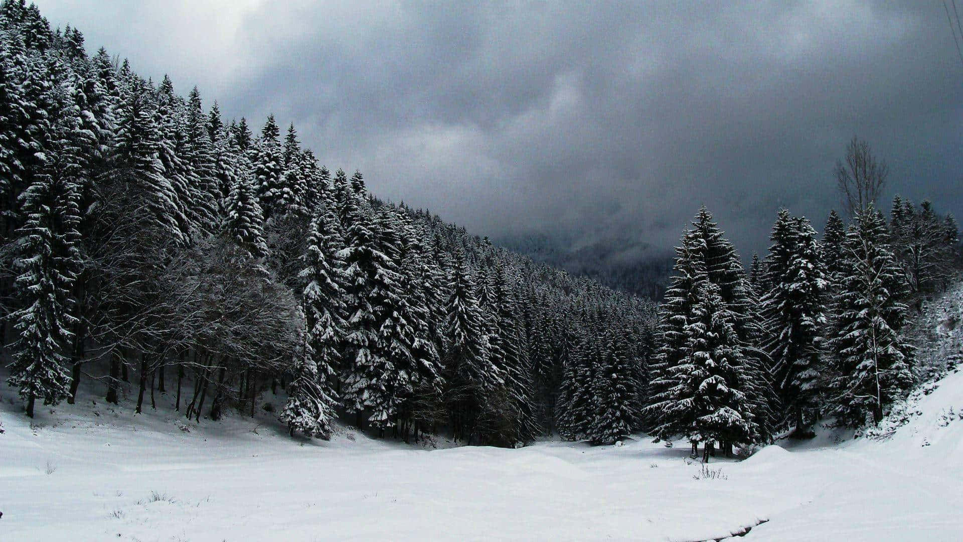 Snøfylt Gran Skog Under Overskyet Himmel.jpg Bakgrunnsbildet