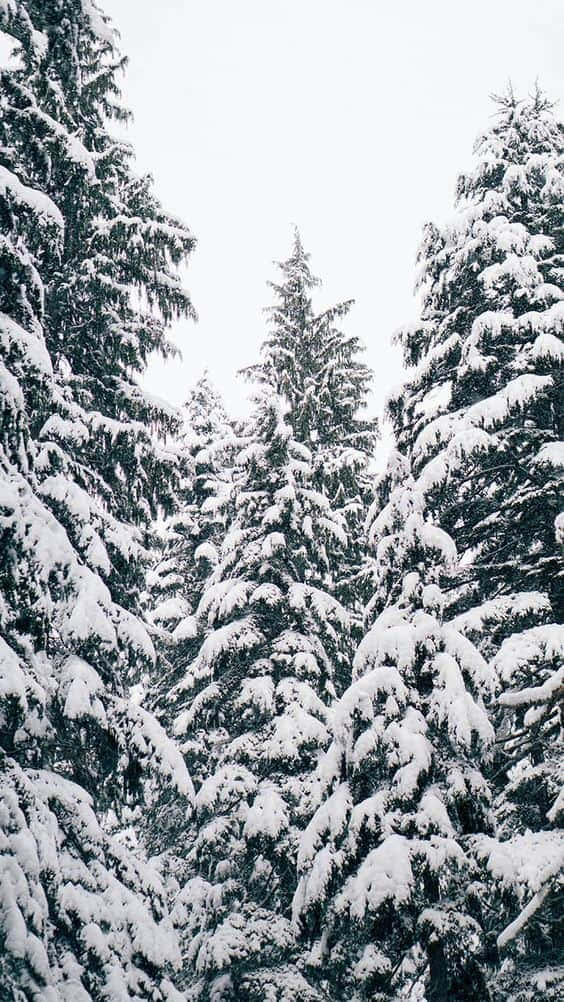 Snowy Pine Forest Winter Scene Wallpaper