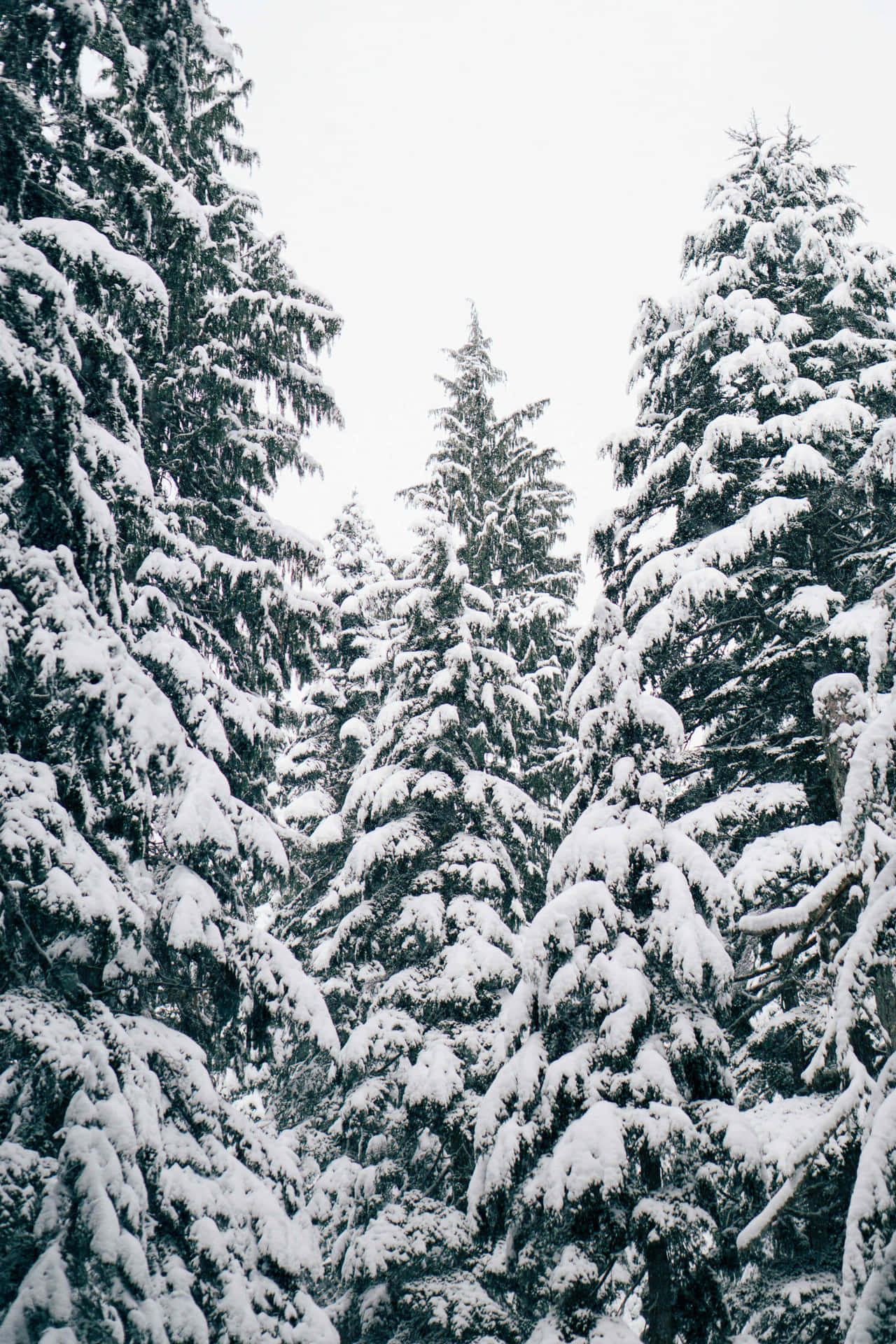 Snowy Pine Forest Winter Scene.jpg Wallpaper