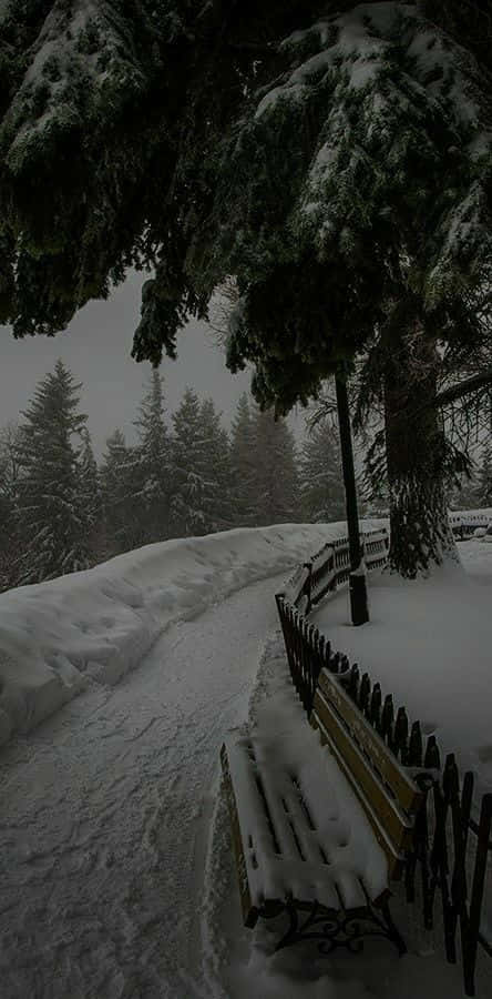 Besneeuwde Den Pad Donkere Winter Achtergrond