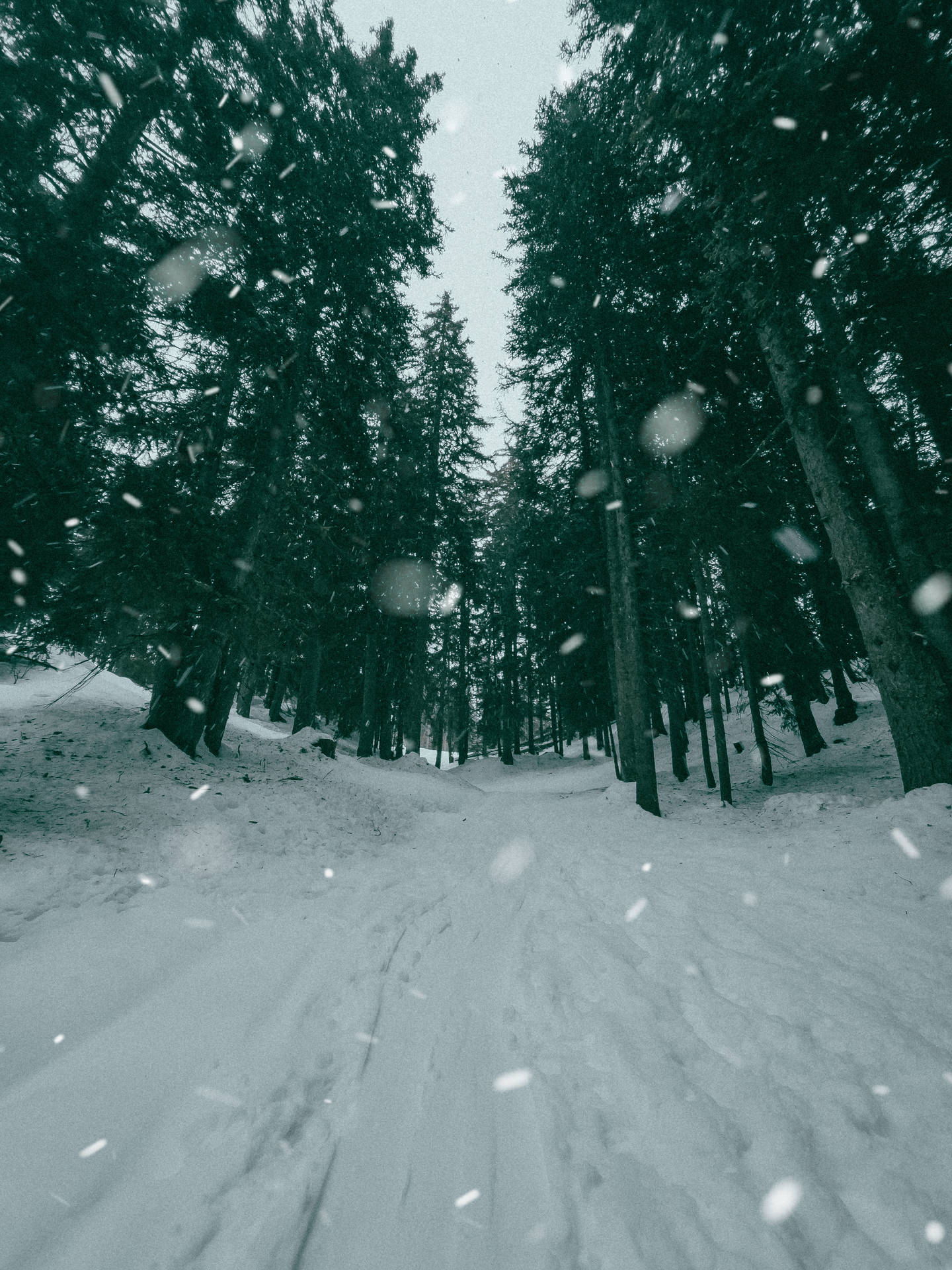 Snowy Pine Trees In Montana Iphone Wallpaper
