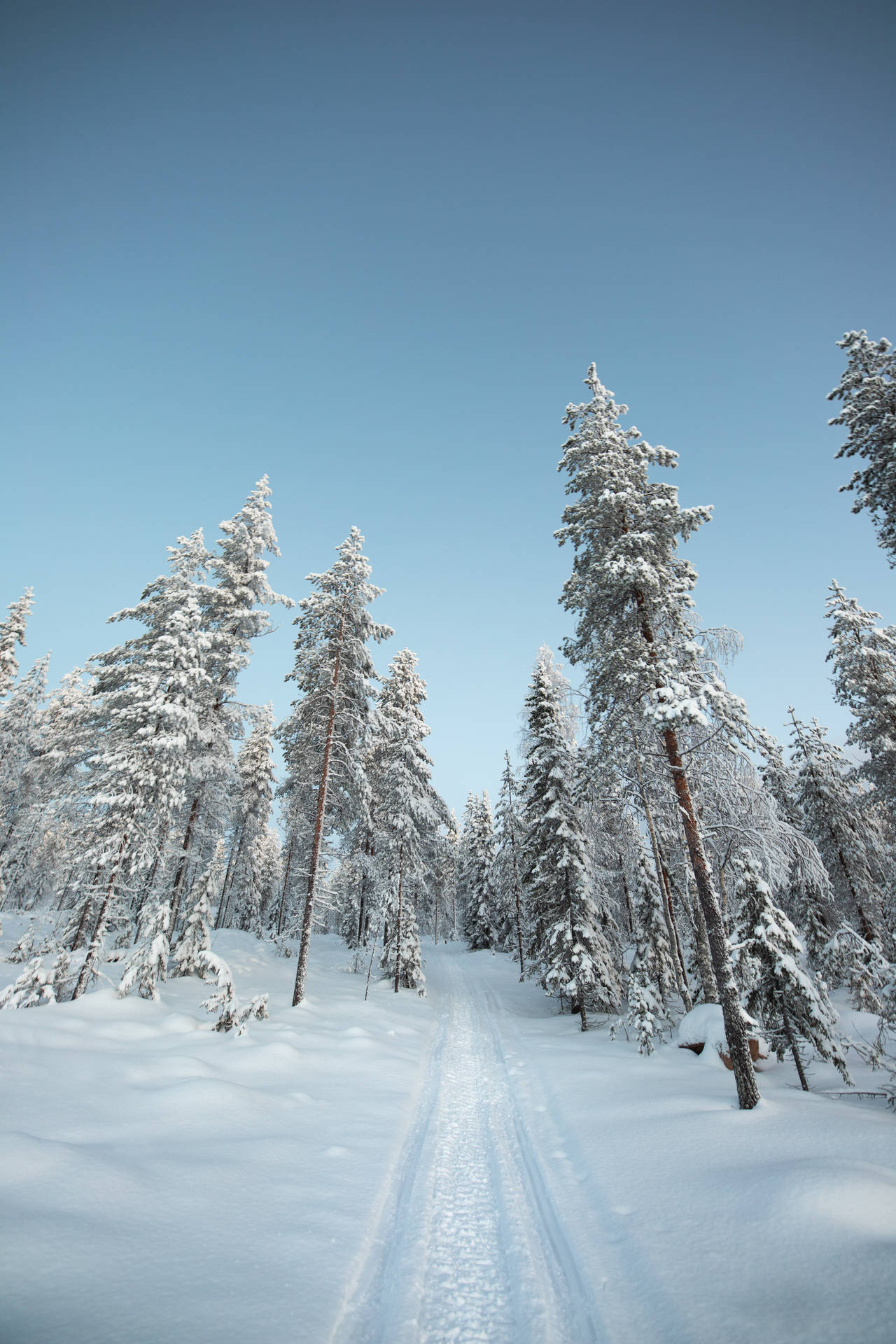 Snedækkede Fyrretræer I Nordisk Skov Wallpaper