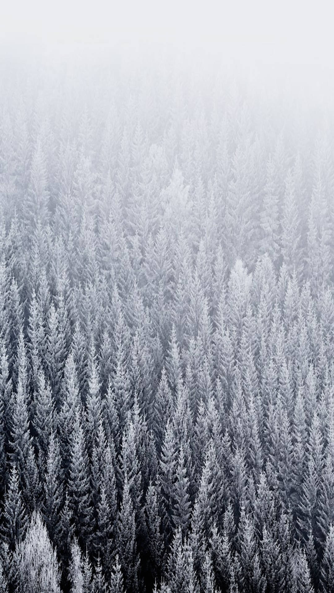 Snowy Pine Trees iOS Default Wallpaper