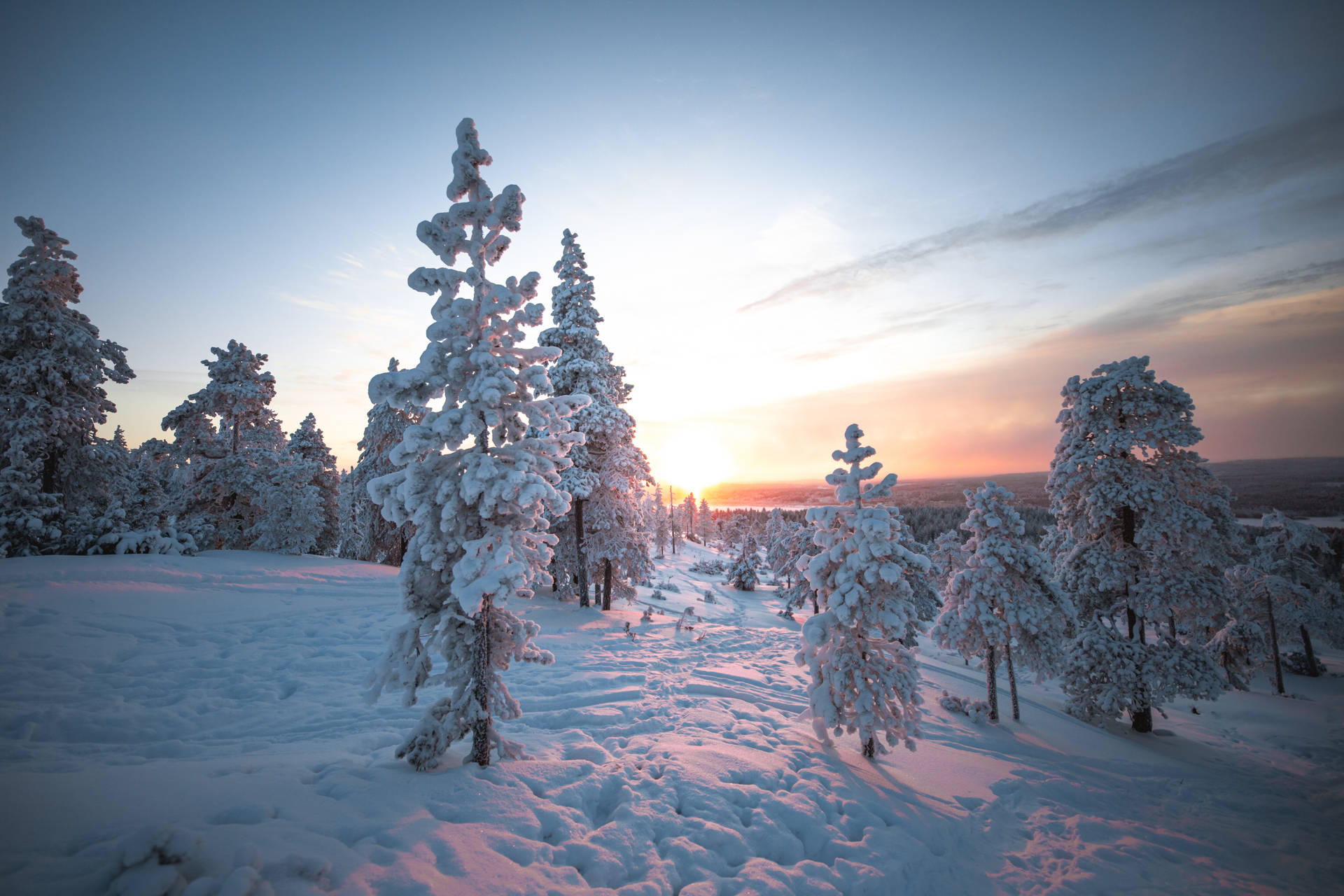 Snowy Pine Trees Of Finland