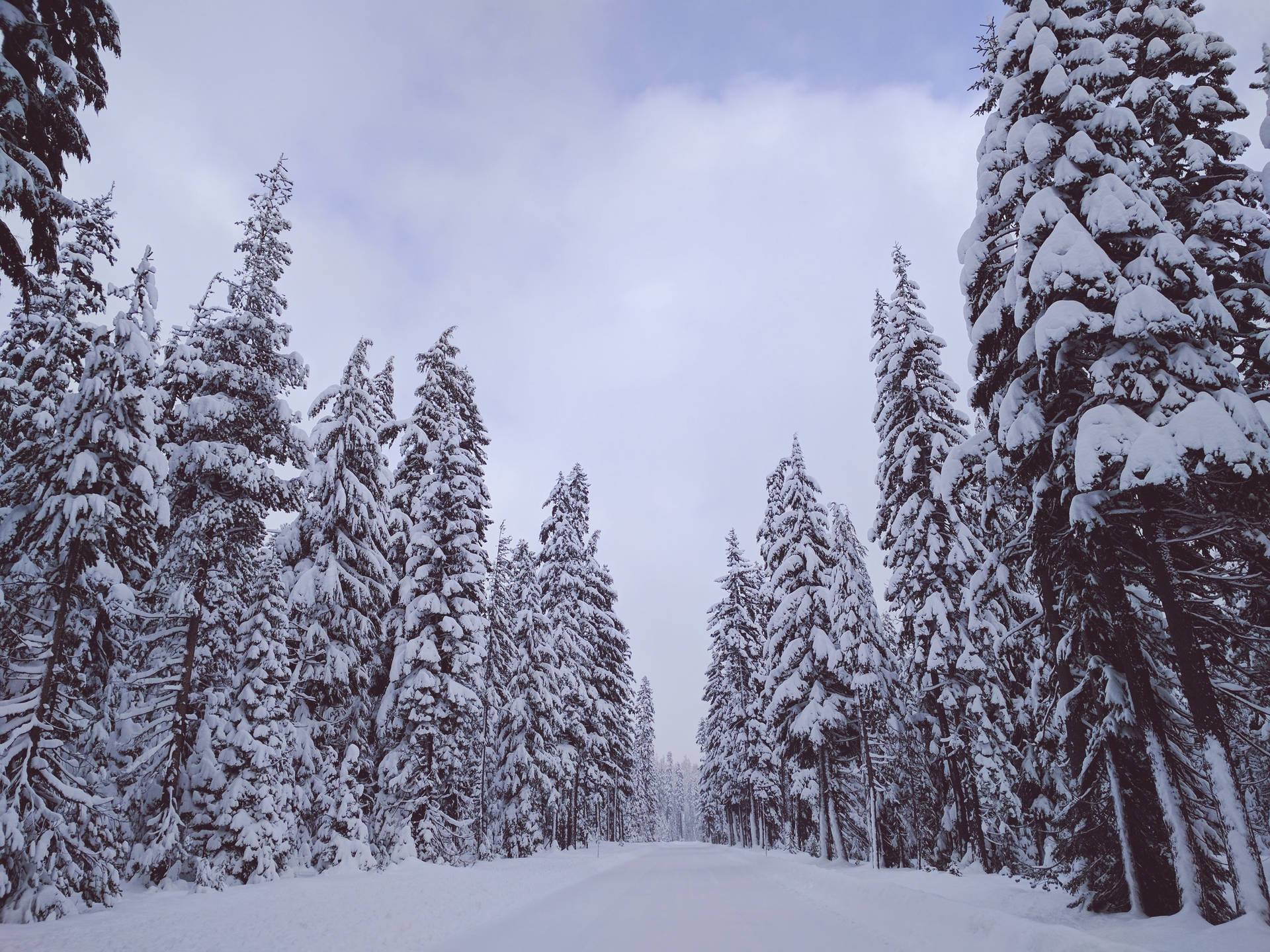 Snowy Pine Trees Path