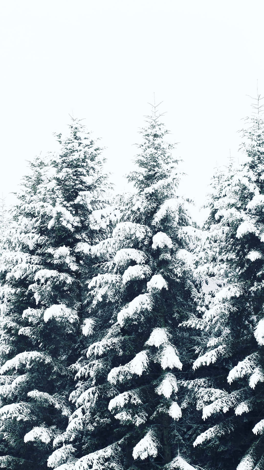 Snowy_ Pine_ Trees_ Winter_ Forest.jpg Wallpaper