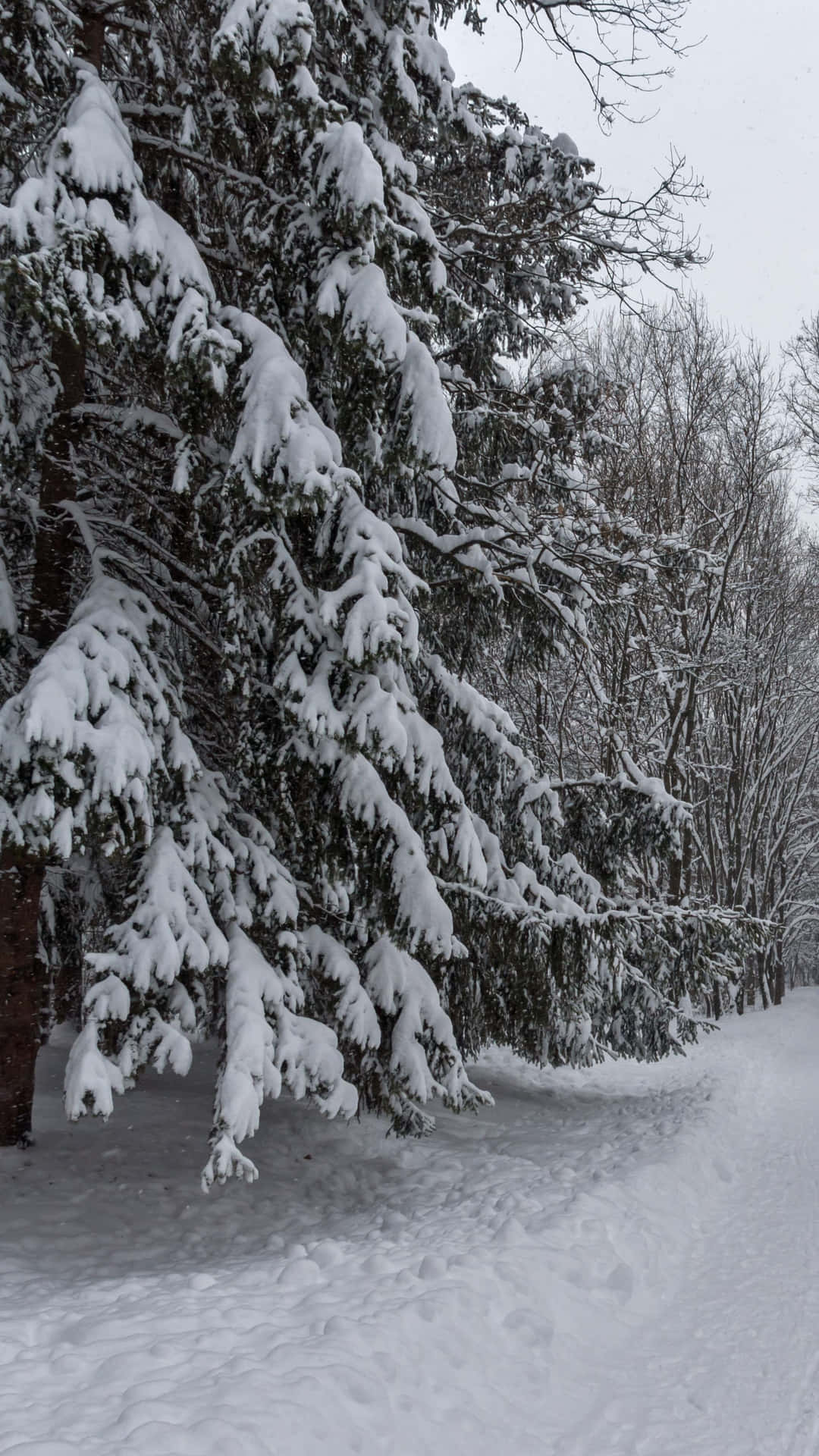 Snowy_ Pine_ Trees_ Winter_ Path.jpg Wallpaper