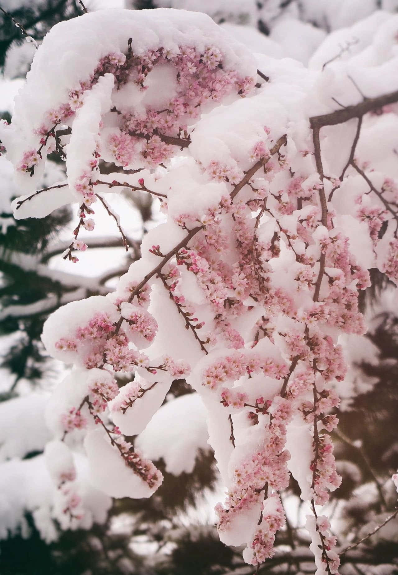 Snowy Pink Blossoms Winter Aesthetic Wallpaper