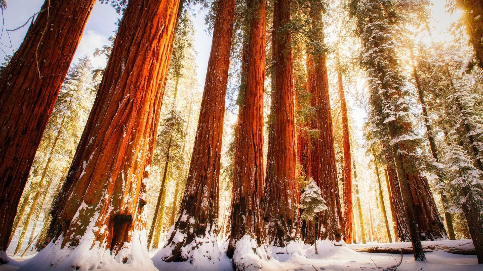 Snowy Redwood Forest Wallpaper