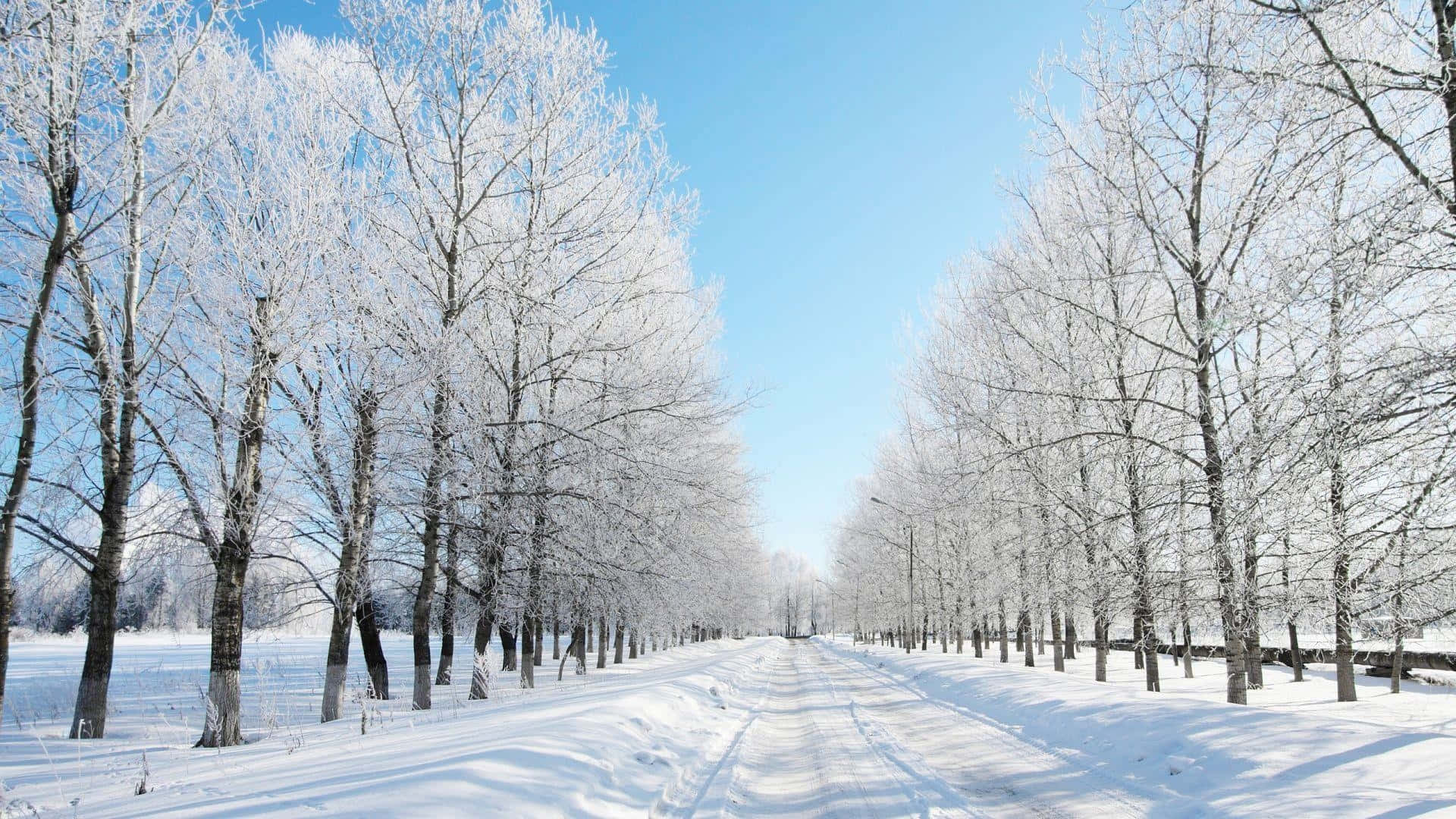 Serene Snowy Road during Winter Wallpaper