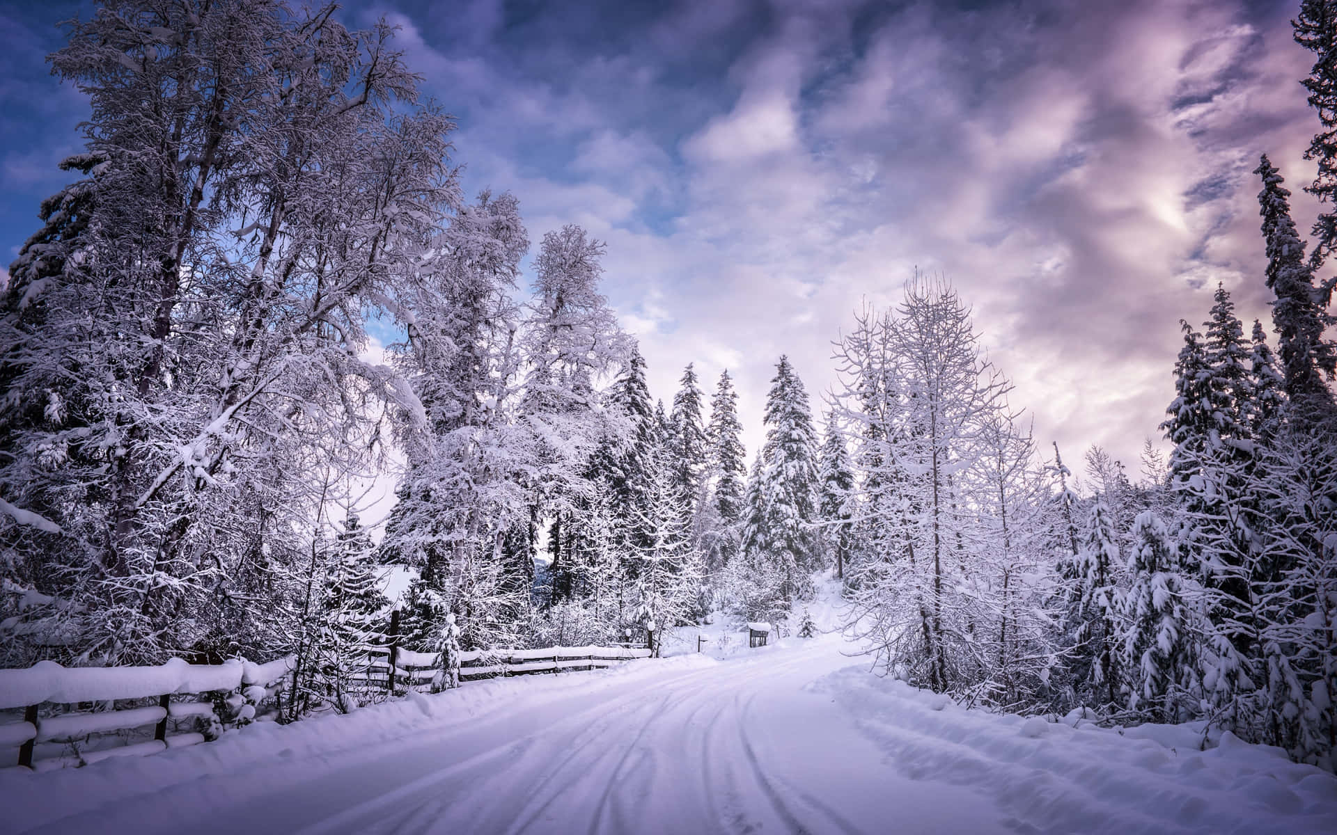 Snow-laden trees surrounding a winter road Wallpaper
