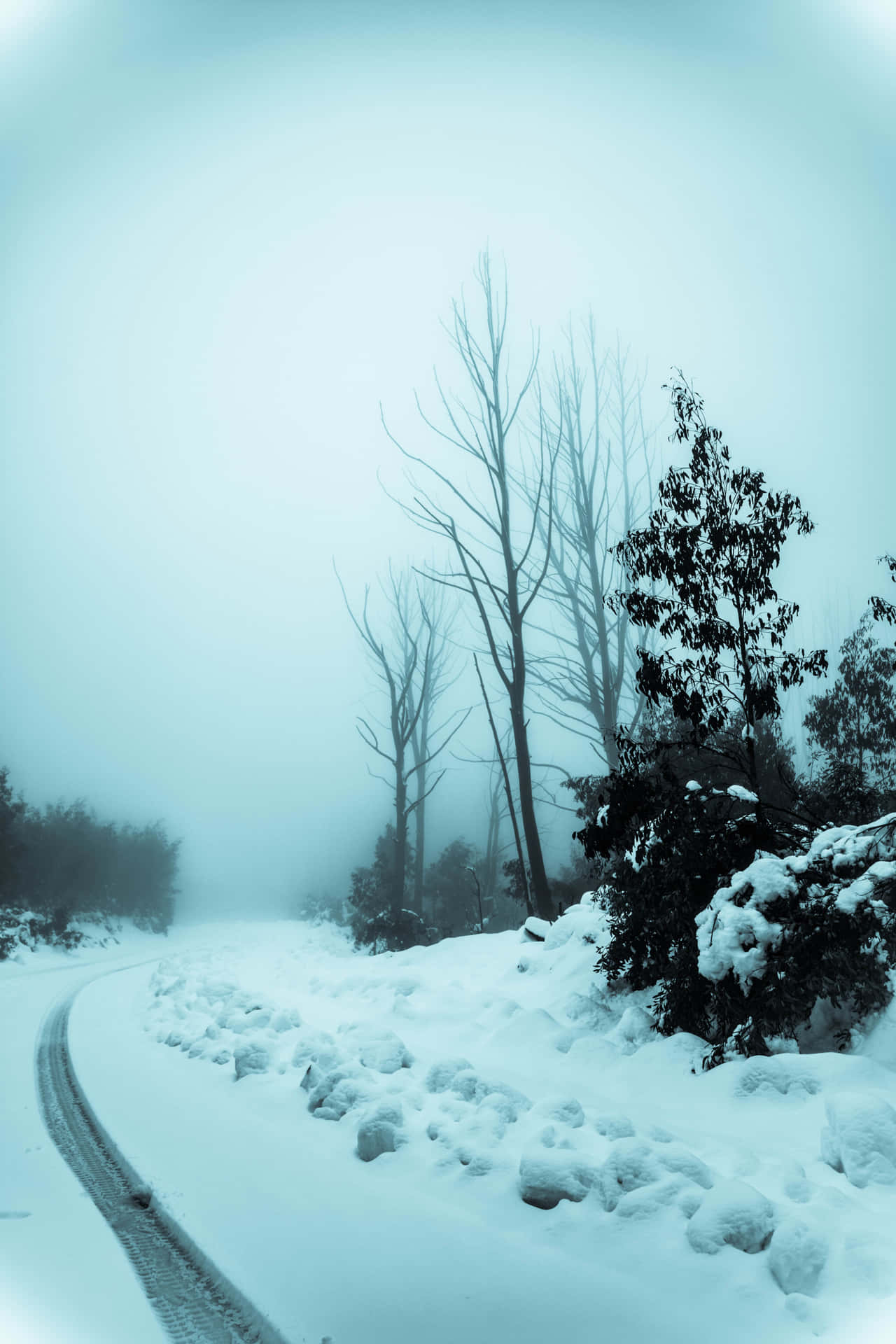 Snowy Road through a Winter Wonderland Wallpaper