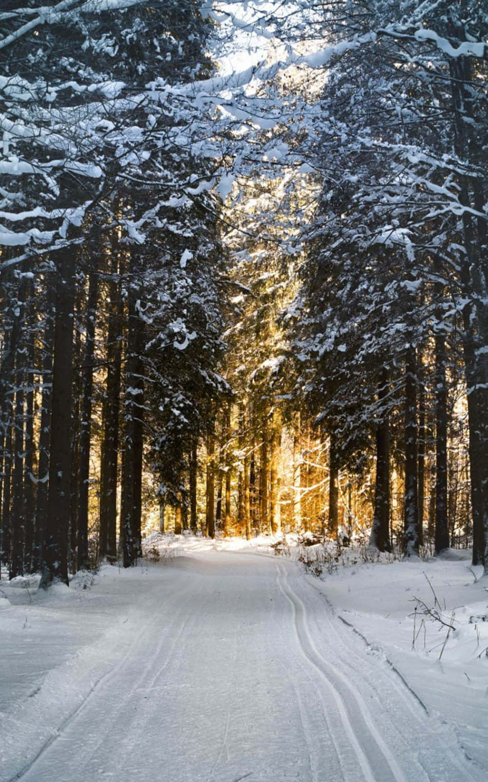 Caminonevado En Medio De Un Paisaje Invernal. Fondo de pantalla