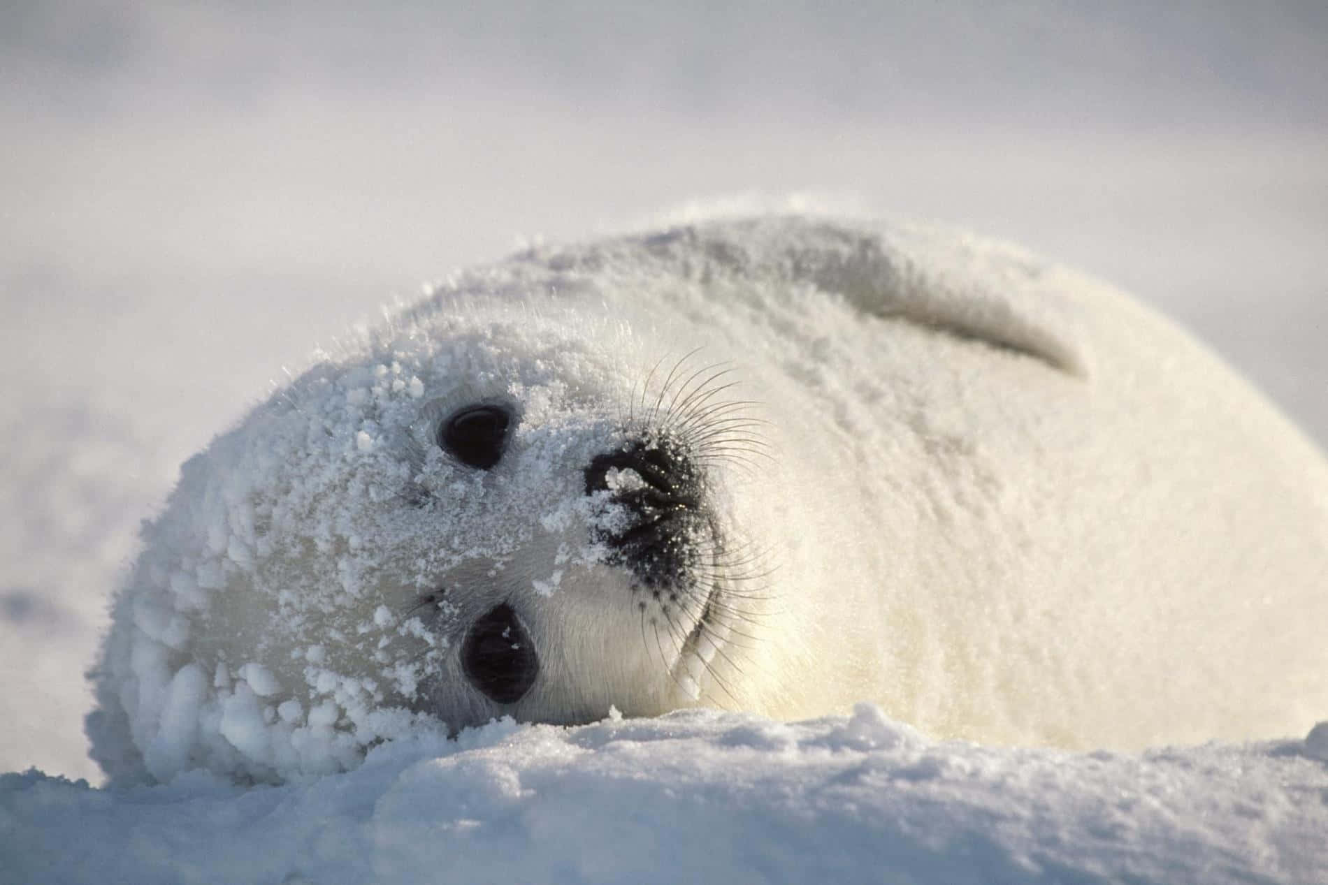 Snowy Seal Pup Resting.jpg Wallpaper