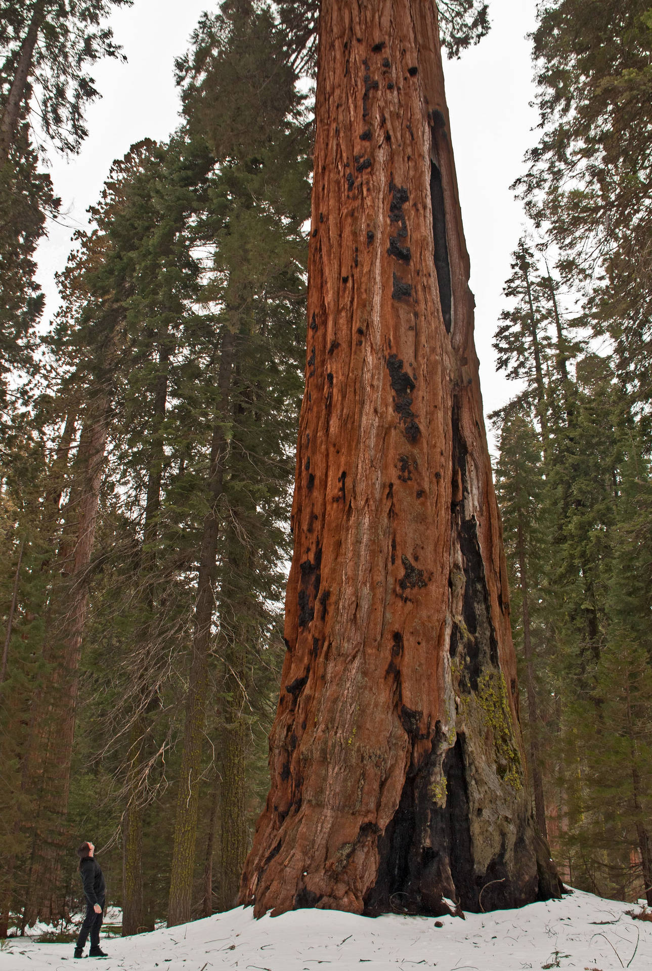 Parquenacional Sequoia Coberto De Neve. Papel de Parede