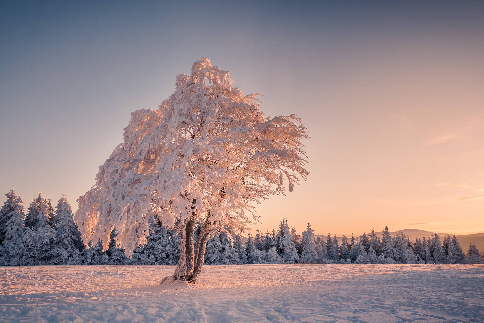 Snowy Tree Hotmail Wallpaper
